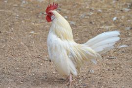 Malaysia intensifies its efforts against illegal gambling, arresting five individuals and confiscating hundreds of fighting roosters. - Casino News Thumbnail